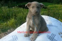 Sapphire's Mr. Flannel , a male German Shepherd Dog for sale in Piedmont, MO – 4 of 6