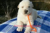 Miami's Sun Ripened Peach, a male German Shepherd Dog for sale in Piedmont, MO – Photo 6 of 6