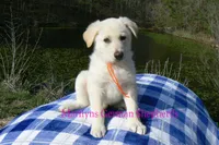 Miami's Sun Ripened Peach, a male German Shepherd Dog for sale in Piedmont, MO – Photo 3 of 6