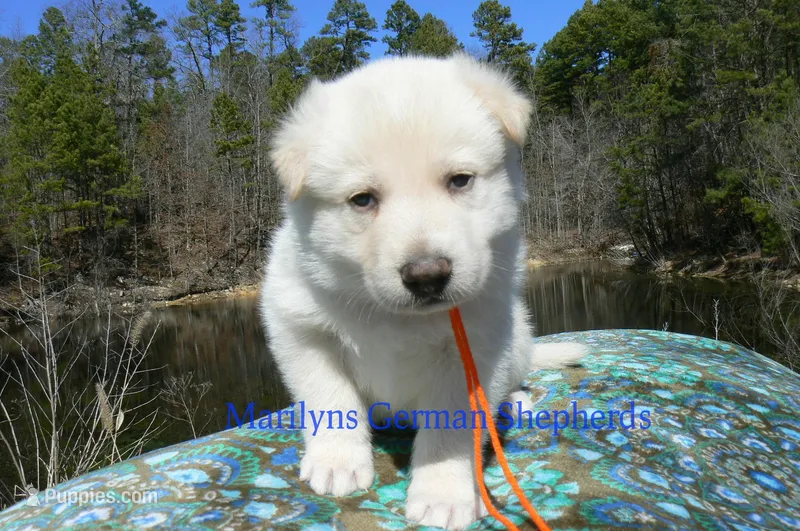 Miami's Sun Ripened Peach