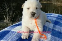 Miami's Sun Ripened Peach, a male German Shepherd Dog for sale in Piedmont, MO – Photo 4 of 6