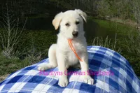 Miami's Sun Ripened Peach, a male German Shepherd Dog for sale in Piedmont, MO – Photo 2 of 6