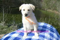 Miami's Sun Ripened Peach, a male German Shepherd Dog for sale in Piedmont, MO – Photo 4 of 6