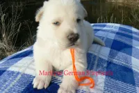 Miami's Sun Ripened Peach, a male German Shepherd Dog for sale in Piedmont, MO – Photo 2 of 6