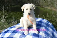 Miami's Sun Ripened Peach, a male German Shepherd Dog for sale in Piedmont, MO – Photo 5 of 6