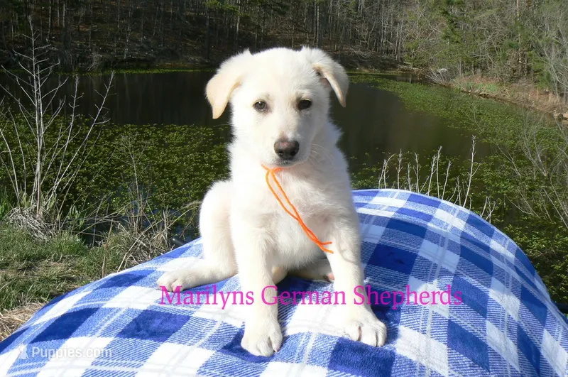 Miami's Sun Ripened Peach, a male German Shepherd Dog for sale in Piedmont, MO – Photo 1 of 6