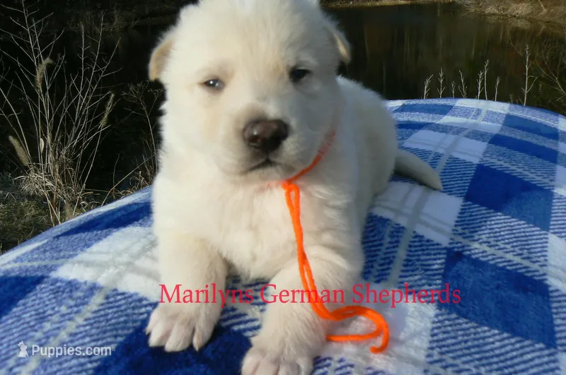 Miami's Sun Ripened Peach