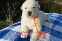 Miami's Sun Ripened Peach, a male German Shepherd Dog for sale in Piedmont, MO – Photo 5 of 6