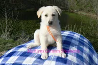 Miami's Sun Ripened Peach, a male German Shepherd Dog for sale in Piedmont, MO – Photo 6 of 6