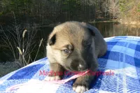 Miami's Miss Cotton Candy Boardwalk, a female German Shepherd Dog for sale in Piedmont, MO – Photo 4 of 6