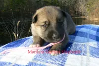 Miami's Miss Cotton Candy Boardwalk, a female German Shepherd Dog for sale in Piedmont, MO – Photo 6 of 6