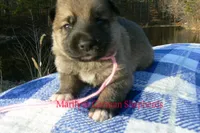 Miami's Miss Cotton Candy Boardwalk, a female German Shepherd Dog for sale in Piedmont, MO – Photo 2 of 6