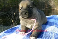 Miami's Miss Cotton Candy Boardwalk, a female German Shepherd Dog for sale in Piedmont, MO – Photo 3 of 6