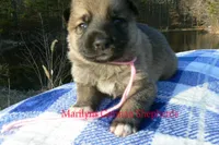 Miami's Miss Cotton Candy Boardwalk, a female German Shepherd Dog for sale in Piedmont, MO – Photo 1 of 6