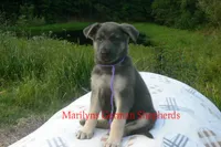 Sapphire's Miss Wilderness Trail, a female German Shepherd Dog for sale in Piedmont, MO – 3 of 6