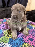Saffron's Mr. Spiced Orange, a male German Shepherd Dog for sale in Piedmont, MO – 5 of 10