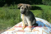 Strawberry's Mr. Fresh Fall Morning, a male German Shepherd Dog for sale in Piedmont, MO – 2 of 6
