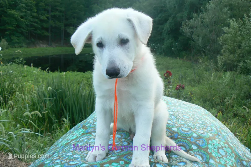 Ice Princess's Mr. Chasing Daydreams – German Shepherd Dog puppy for sale in Piedmont, MO