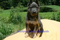 Snickerdoodle's Miss Banana Cream Latte, a female German Shepherd Dog for sale in Piedmont, MO – 2 of 6