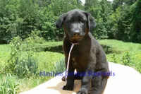 Snickerdoodle's Mr. Fiji White Sands, a male German Shepherd Dog for sale in Piedmont, MO – 2 of 6