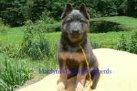 Snickerdoodle's Miss Banana Cream Latte, a female German Shepherd Dog for sale in Piedmont, MO – 1 of 6