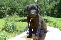 Snickerdoodle's Mr. Fiji White Sands, a male German Shepherd Dog for sale in Piedmont, MO – 5 of 6