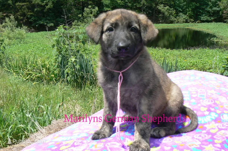 Lakeside Morning's Miss Coastal Cottage – German Shepherd Dog puppy for sale in Piedmont, MO