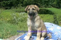 Strawberry's Mr. Pumpkin Bonfire, a male German Shepherd Dog for sale in Piedmont, MO – 4 of 6