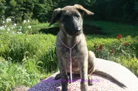 Lakeside Morning's Miss Coastal Cottage, a female German Shepherd Dog for sale in Piedmont, MO – 2 of 6