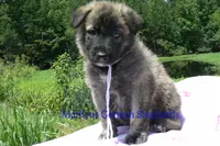 Ice Princess's Mr. Toasted Marshmallow Pop, a male German Shepherd Dog for sale in Piedmont, MO – 2 of 4