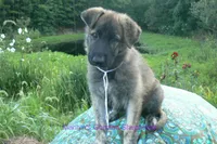Ice Princess's Mr. Toasted Marshmallow Pop, a male German Shepherd Dog for sale in Piedmont, MO – 4 of 6