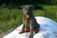 Sapphire's Miss Sunrise Woods, a female German Shepherd Dog for sale in Piedmont, MO – 6 of 6