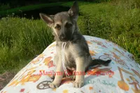 Strawberry's Miss White Pumpkin, a female German Shepherd Dog for sale in Piedmont, MO – 4 of 7