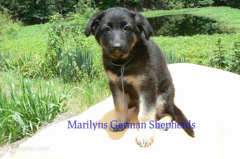 Snickerdoodle's Mr. Turquoise Waters – German Shepherd Dog puppy for sale in Piedmont, MO