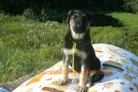 Enchantress's Miss Sunshine and Lemons, a female German Shepherd Dog for sale in Piedmont, MO – 2 of 7