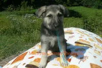 Enchantress's Mr. Crisp Forest Air, a male German Shepherd Dog for sale in Piedmont, MO – 5 of 6