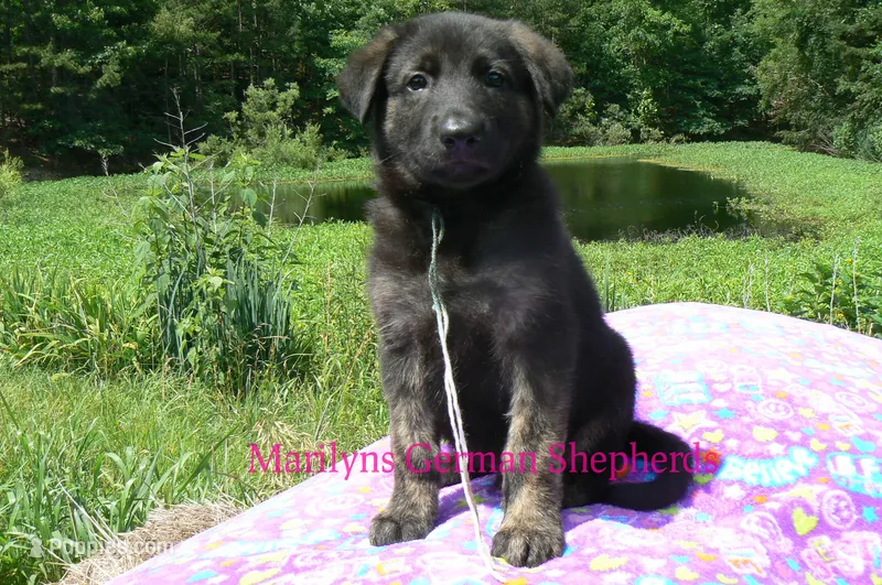 Lakeside Morning's Mr. At The Beach – German Shepherd Dog puppy for sale in Piedmont, MO