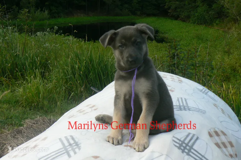 Sapphire's Miss Wilderness Trail – German Shepherd Dog puppy for sale in Piedmont, MO