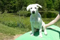 Miami's Mr. Backyard Honeysuckle, a male German Shepherd Dog for sale in Piedmont, MO – 3 of 6