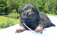 Snickerdoodle's Mr. Turquoise Waters, a male German Shepherd Dog for sale in Piedmont, MO – 4 of 5