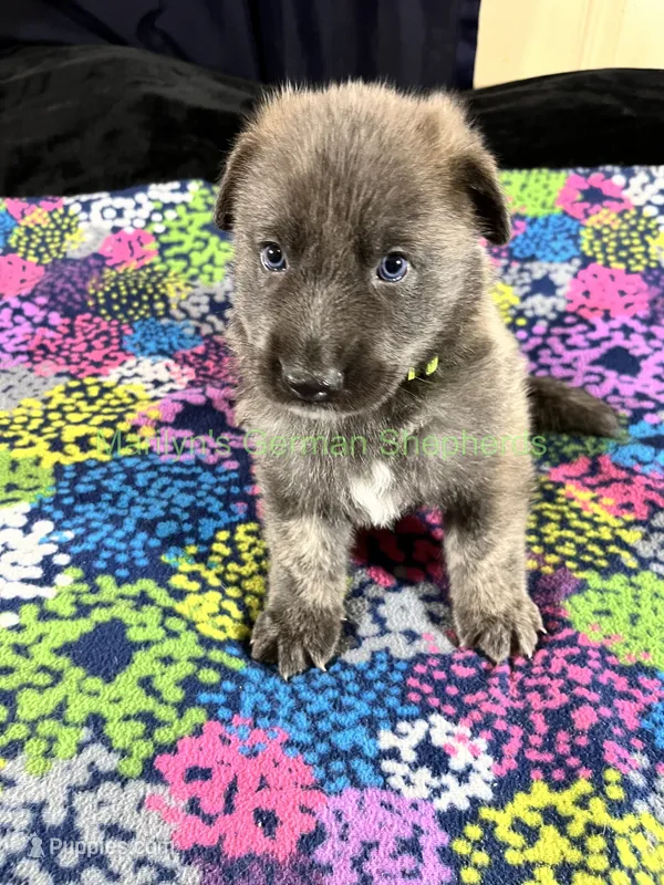 Saffron's Mr. Mistletoe & Fig – German Shepherd Dog puppy for sale in Piedmont, MO
