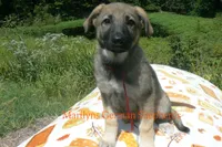 Enchantress's Miss Ciderhouse, a female German Shepherd Dog for sale in Piedmont, MO – 1 of 6