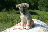 Strawberry's Miss Pumpkin Pecan Waffles, a female German Shepherd Dog for sale in Piedmont, MO – 6 of 7