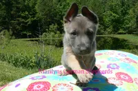Foxy's Mr. Campfire Marshmallows, a male German Shepherd Dog for sale in Piedmont, MO – 5 of 6