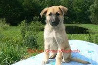 Lakeside Morning's Miss Sugar Cone Crunch, a female German Shepherd Dog for sale in Piedmont, MO – 2 of 6