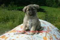 Strawberry's Mr. Sweather Weather, a male German Shepherd Dog for sale in Piedmont, MO – 6 of 6