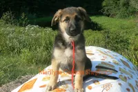 Enchantress's Miss Campfire Nights, a female German Shepherd Dog for sale in Piedmont, MO – 4 of 6