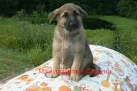 Strawberry's Mr. Pumpkin Bonfire, a male German Shepherd Dog for sale in Piedmont, MO – 4 of 6