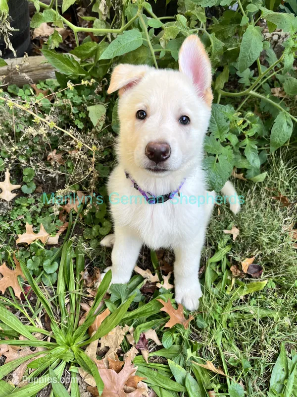 Saffron's Miss Winter Wonderland – German Shepherd Dog puppy for sale in Piedmont, MO