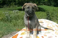 Enchantress's Miss Ciderhouse, a female German Shepherd Dog for sale in Piedmont, MO – 5 of 6